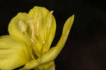 Common evening-primrose